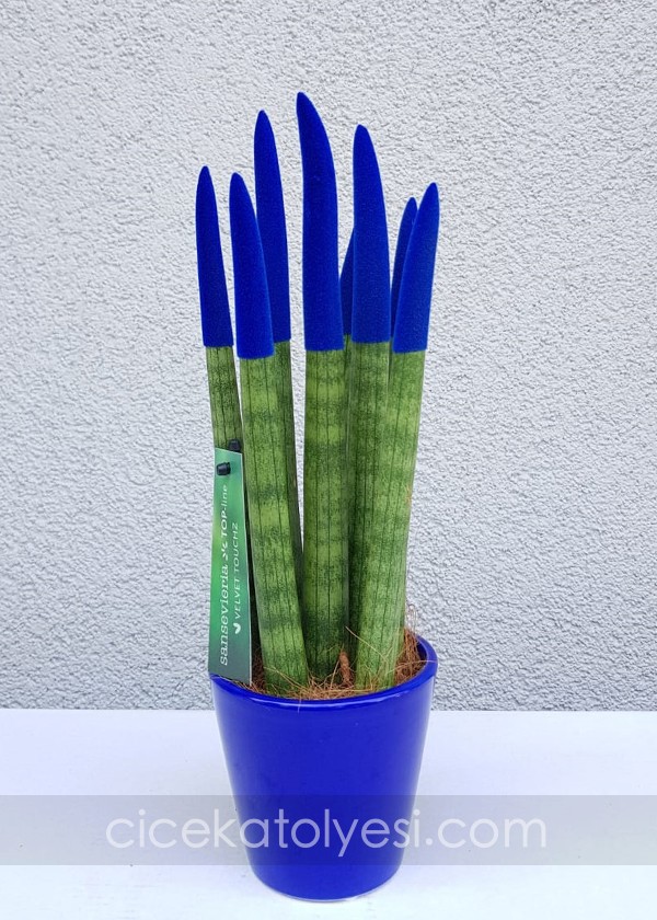 Sansevieria Serisi Lacivert