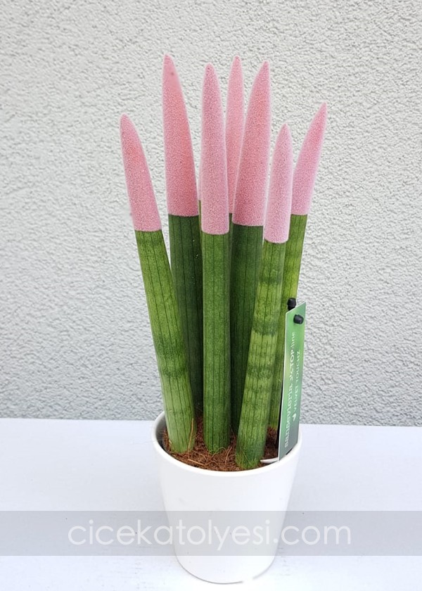Sansevieria Serisi Soft Pembe