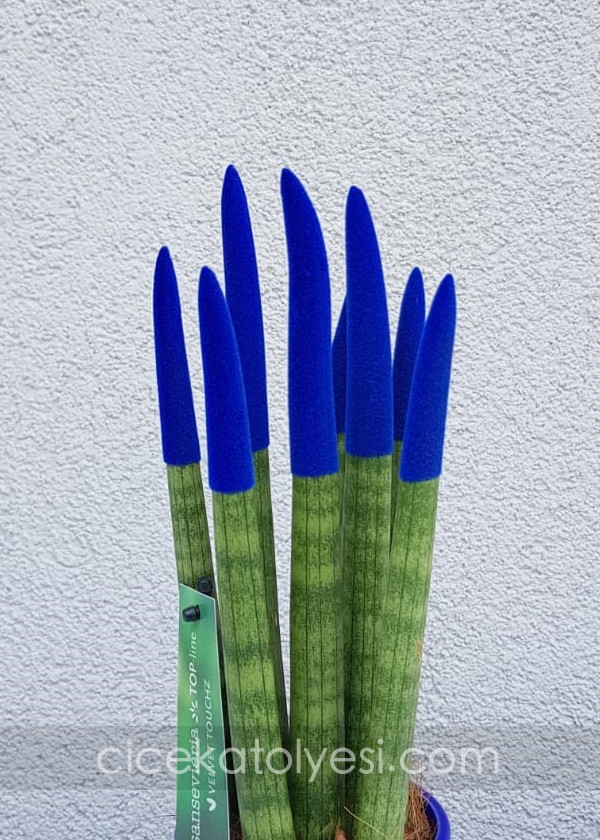 Sansevieria Serisi Lacivert