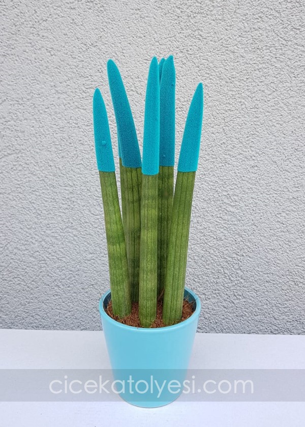 Sansevieria Serisi Turkuaz