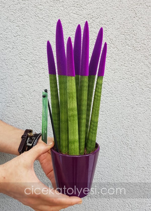 Sansevieria Serisi Mor