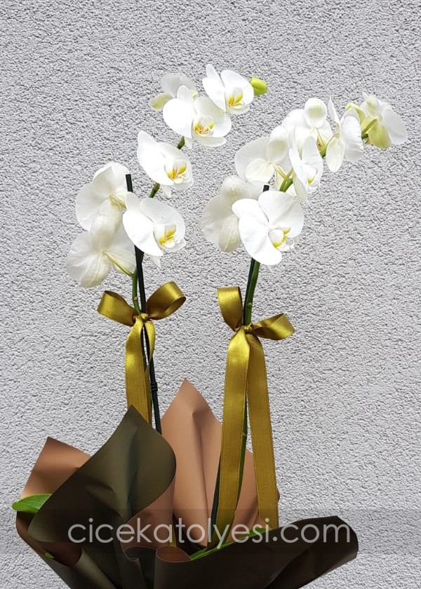 2 Dal Phalaenopsis Beyaz Orkide