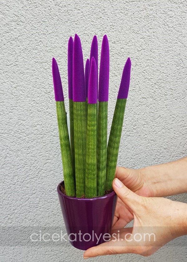 Sansevieria Serisi Mor
