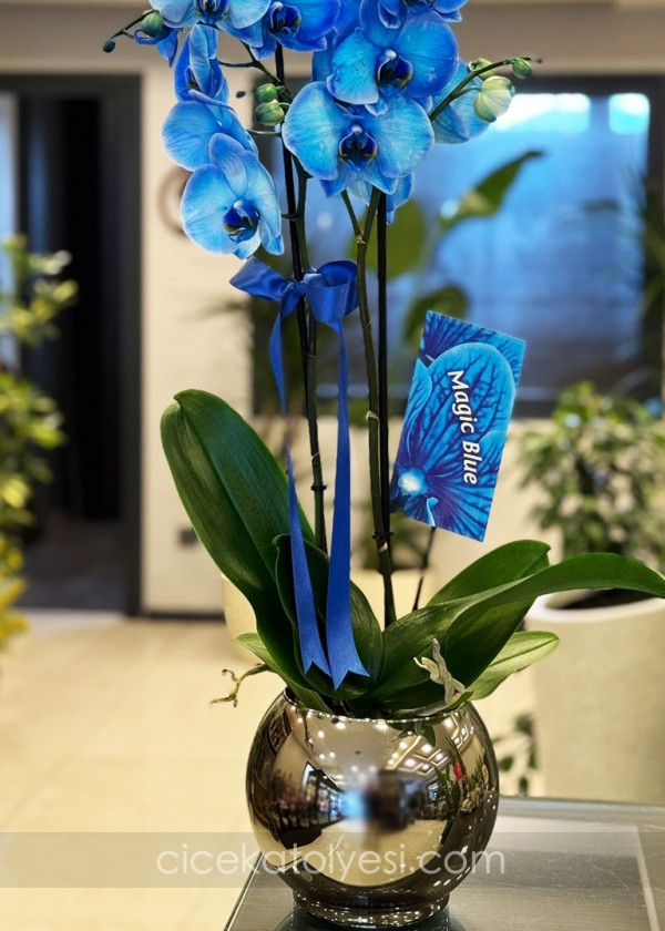 Mavi Orkide