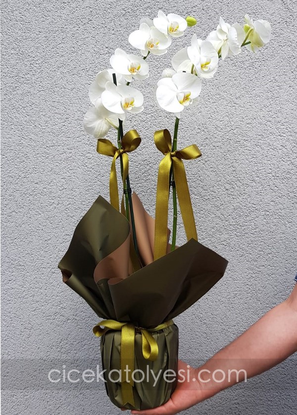 2 Dal Phalaenopsis Beyaz Orkide