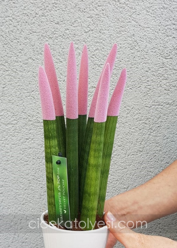 Sansevieria Serisi Soft Pembe