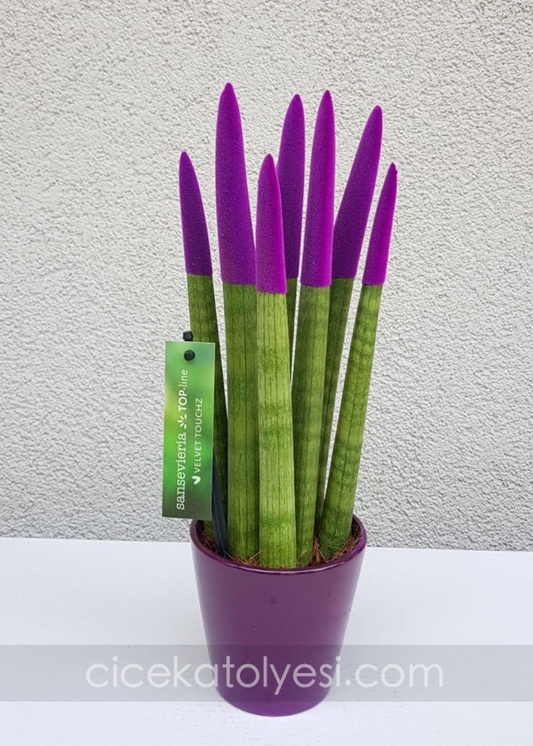 Sansevieria Serisi Mor
