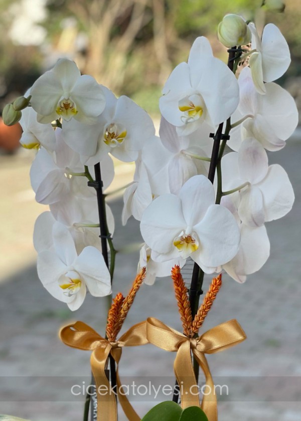 Premium Beyaz Orkide