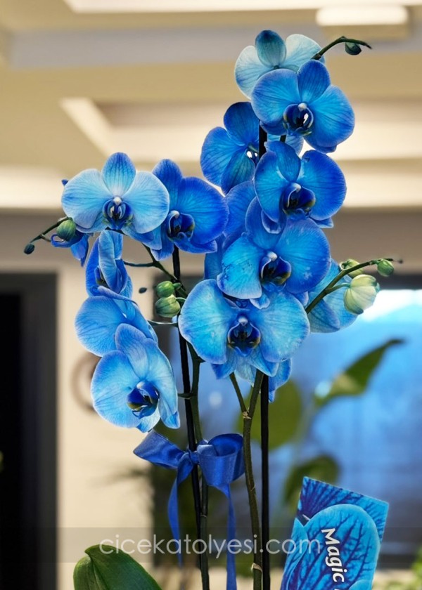 Mavi Orkide