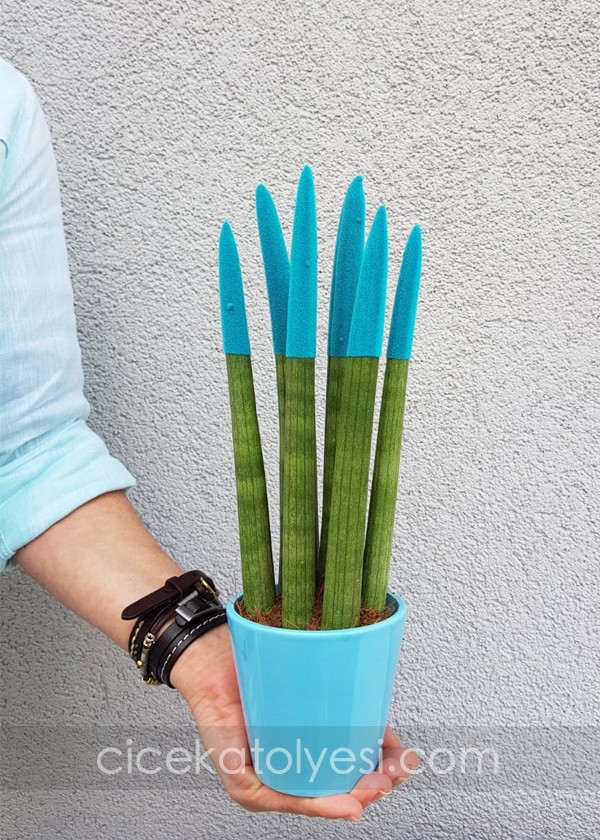 Sansevieria Serisi Turkuaz