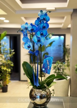 Mavi Orkide