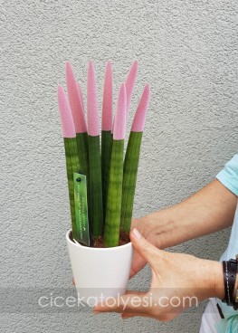 Sansevieria Serisi Soft Pembe