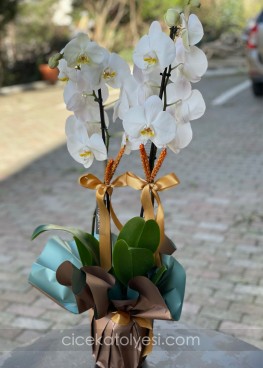 Premium Beyaz Orkide