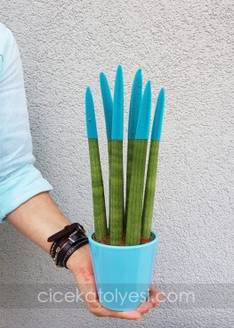 Sansevieria Serisi Turkuaz