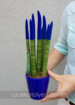 Sansevieria Serisi Lacivert