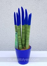 Sansevieria Serisi Lacivert
