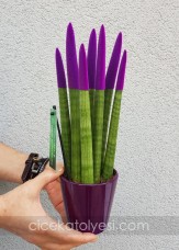 Sansevieria Serisi Mor