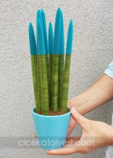 Sansevieria Serisi Turkuaz