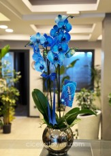 Mavi Orkide