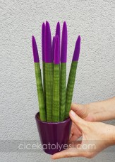 Sansevieria Serisi Mor