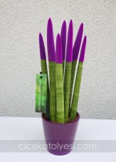 Sansevieria Serisi Mor